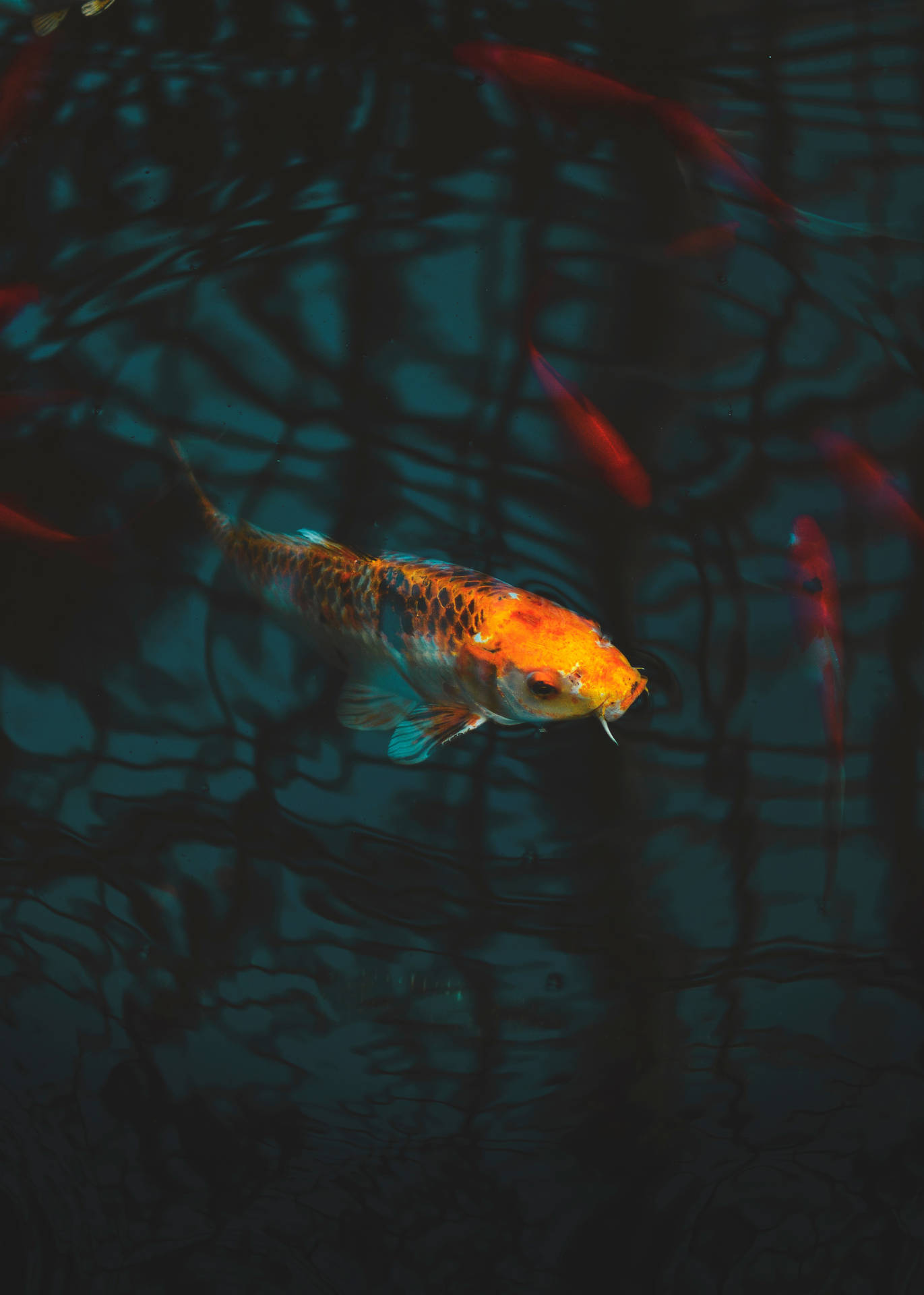 4000X5600 Fish Wallpaper and Background