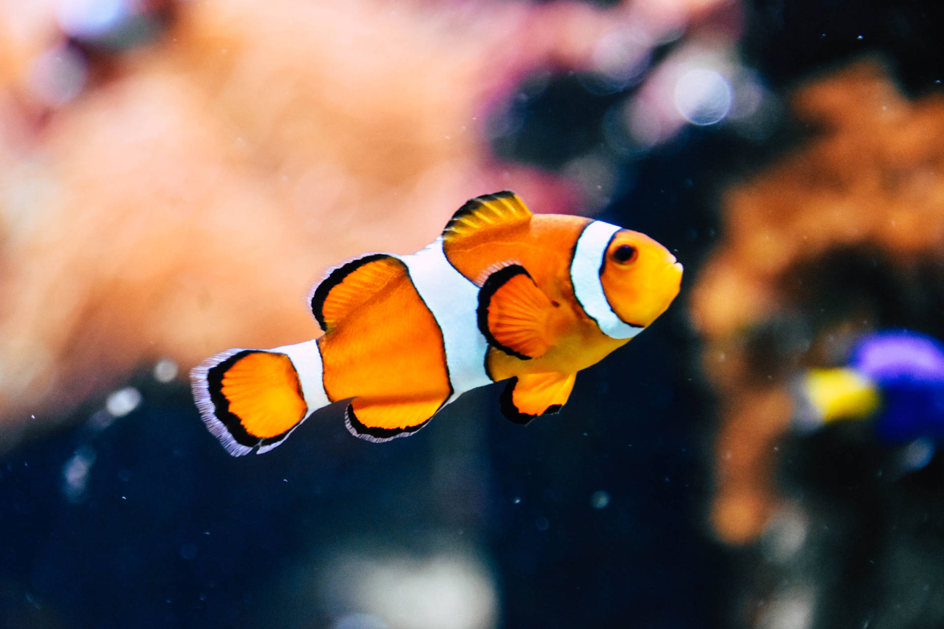 6000X4000 Fish Wallpaper and Background