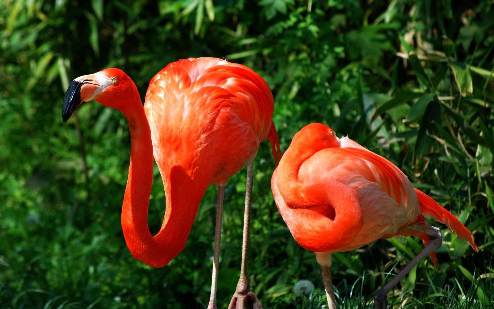 1680X1050 Flamingo Wallpaper and Background