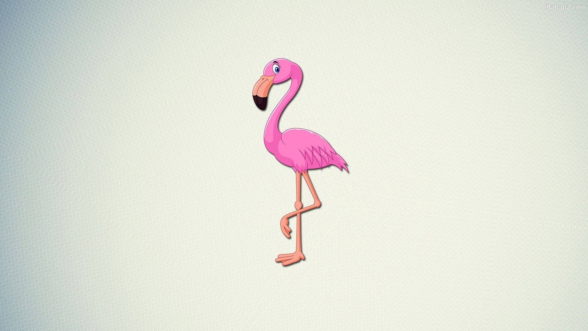 1920X1080 Flamingo Wallpaper and Background
