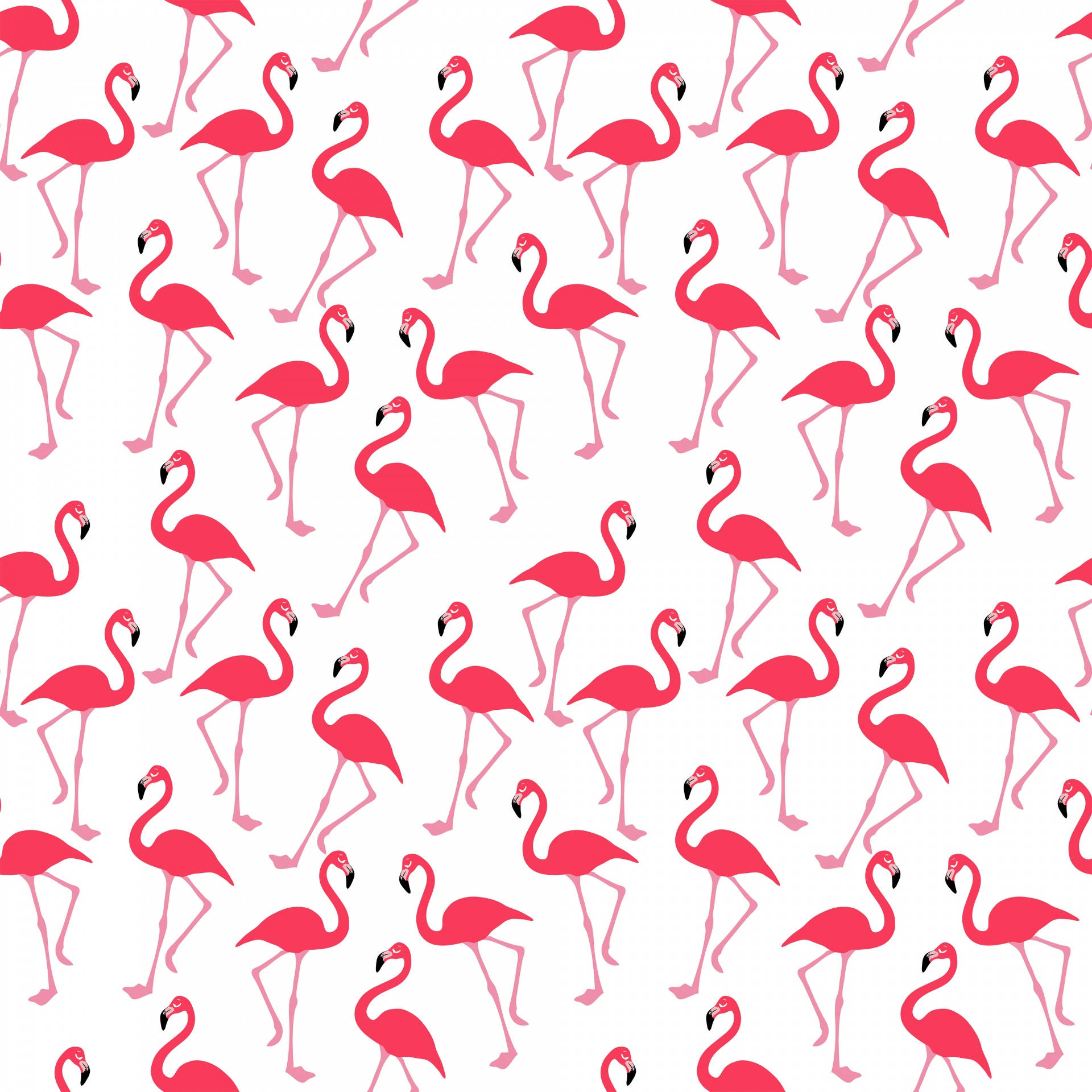 Flamingo 1920X1920 Wallpaper and Background Image