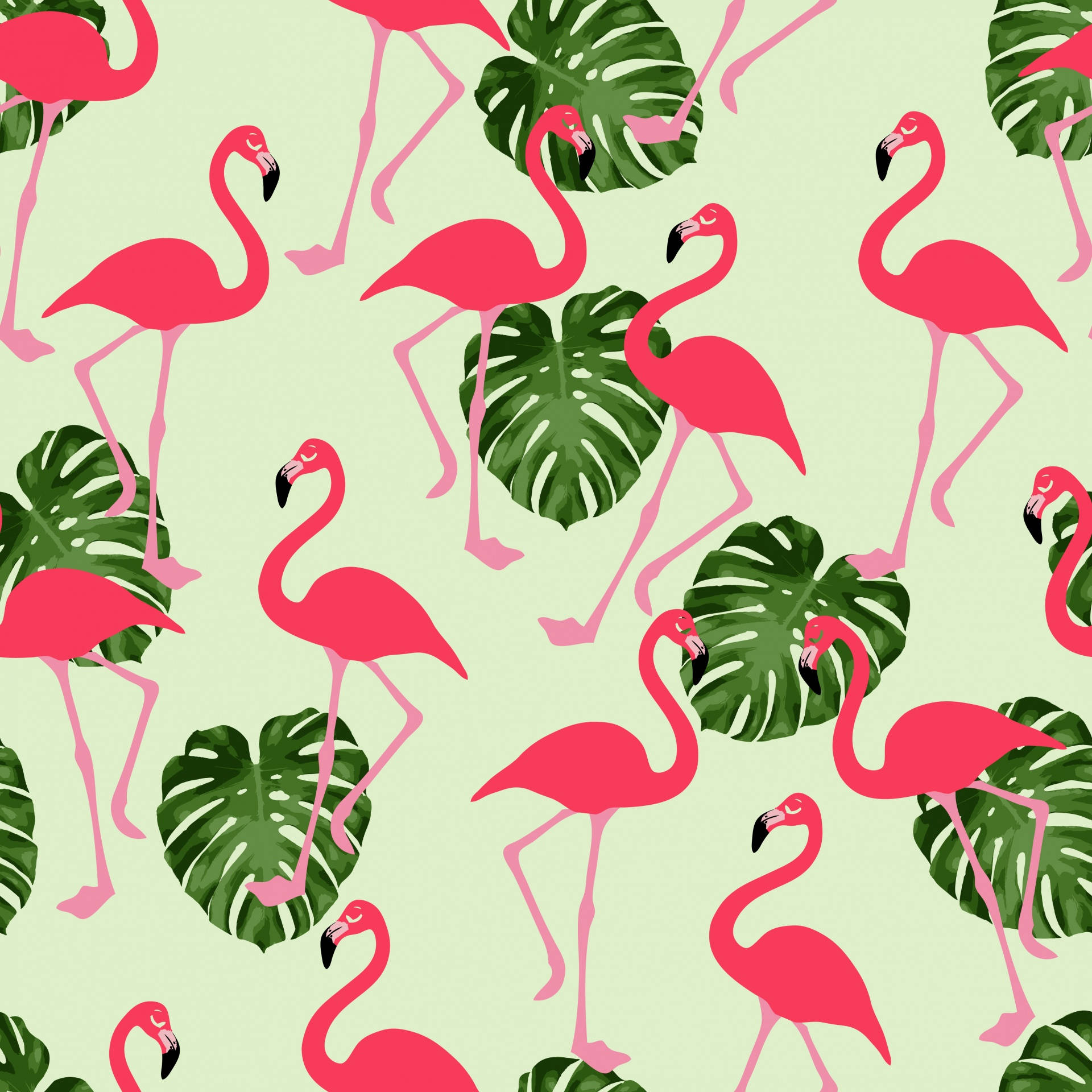 1920X1920 Flamingo Wallpaper and Background