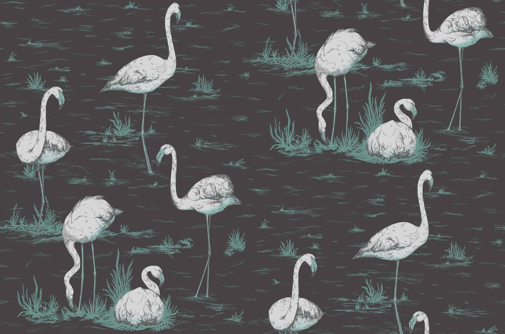 2165X1430 Flamingo Wallpaper and Background