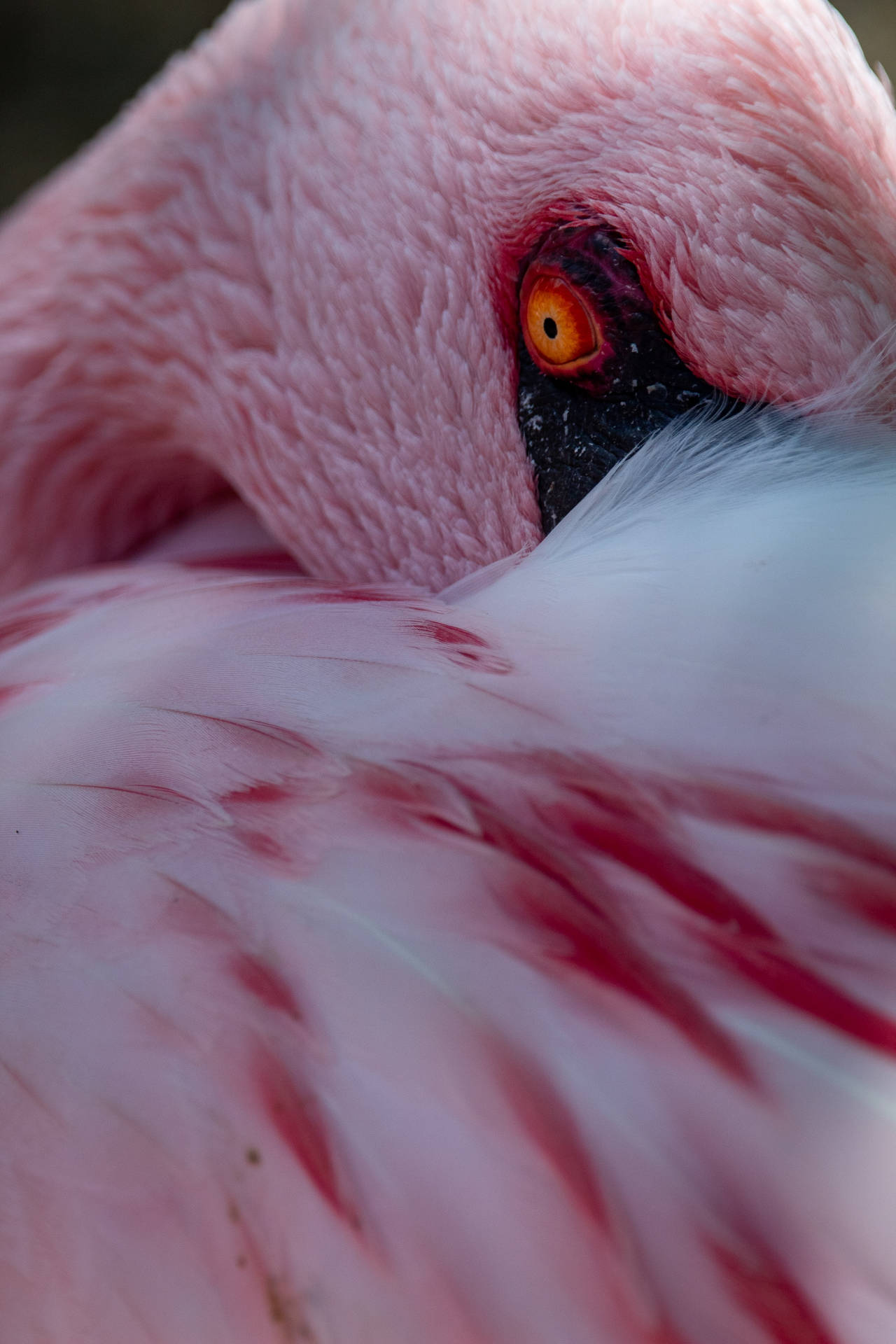 Flamingo 2333X3500 Wallpaper and Background Image