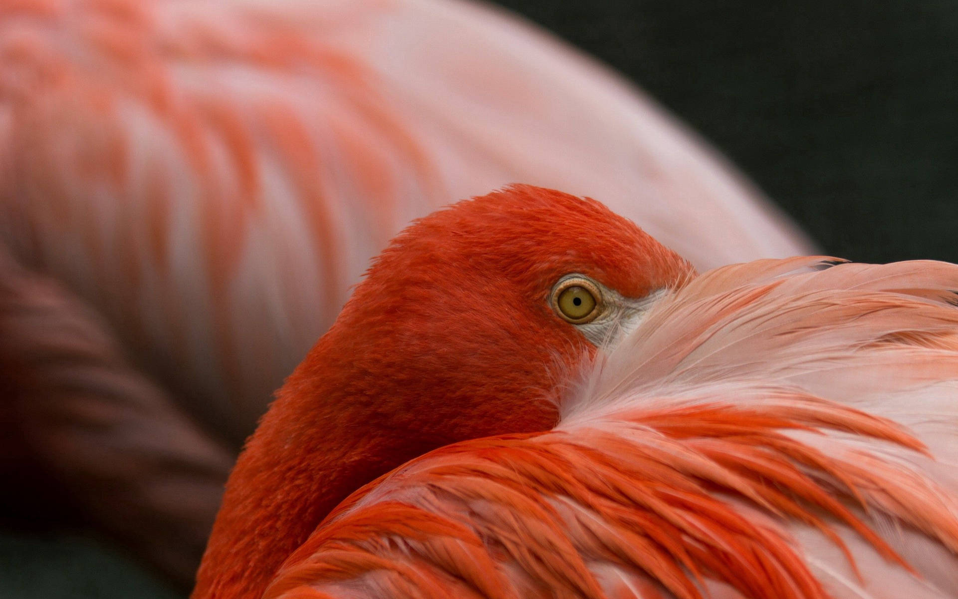 Flamingo 2560X1600 Wallpaper and Background Image