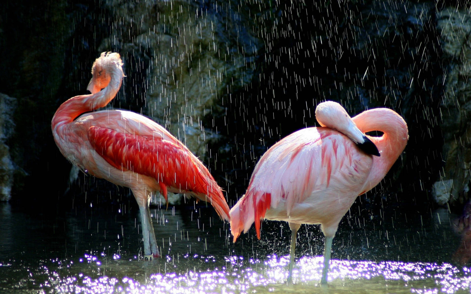 2560X1600 Flamingo Wallpaper and Background