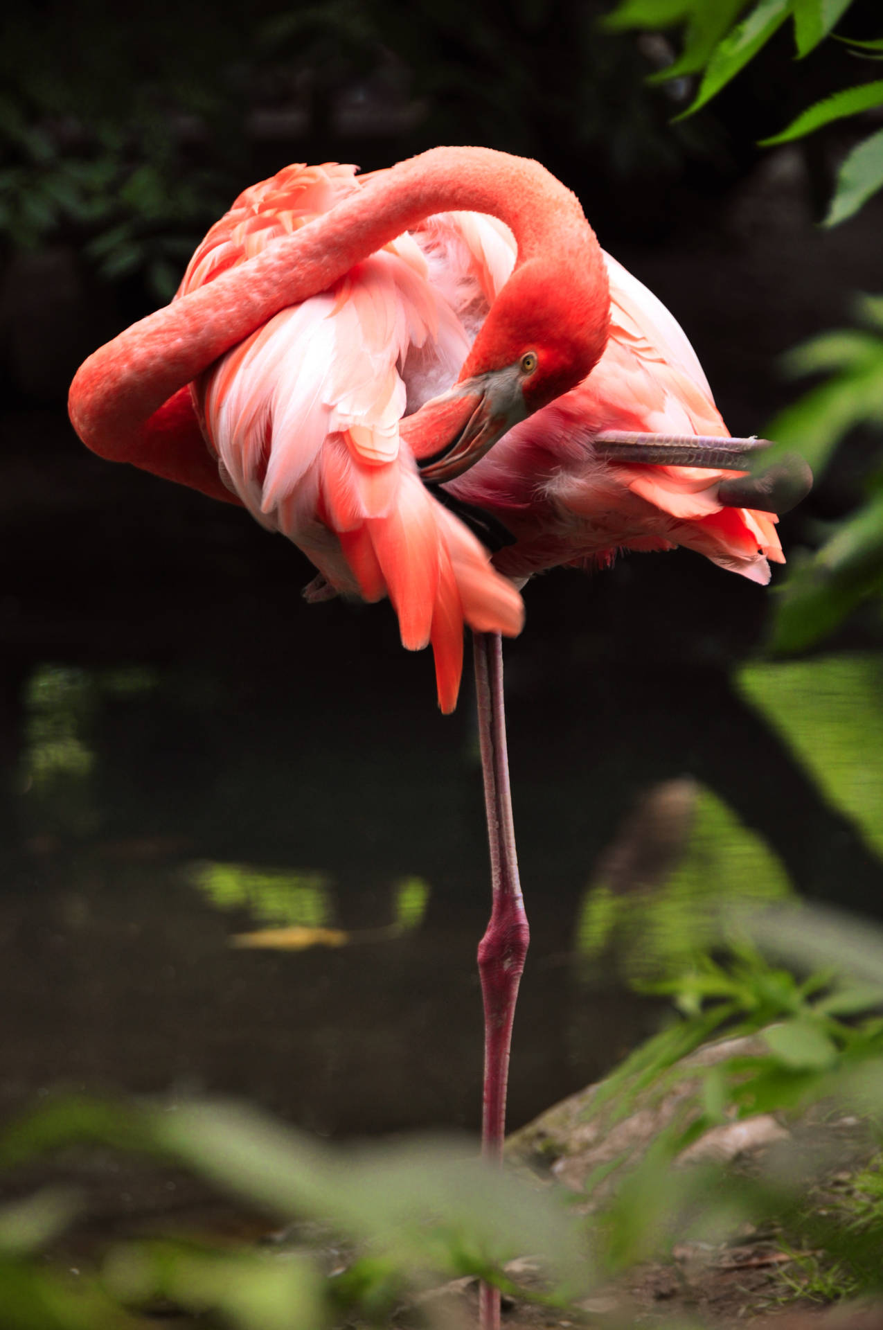 2848X4288 Flamingo Wallpaper and Background