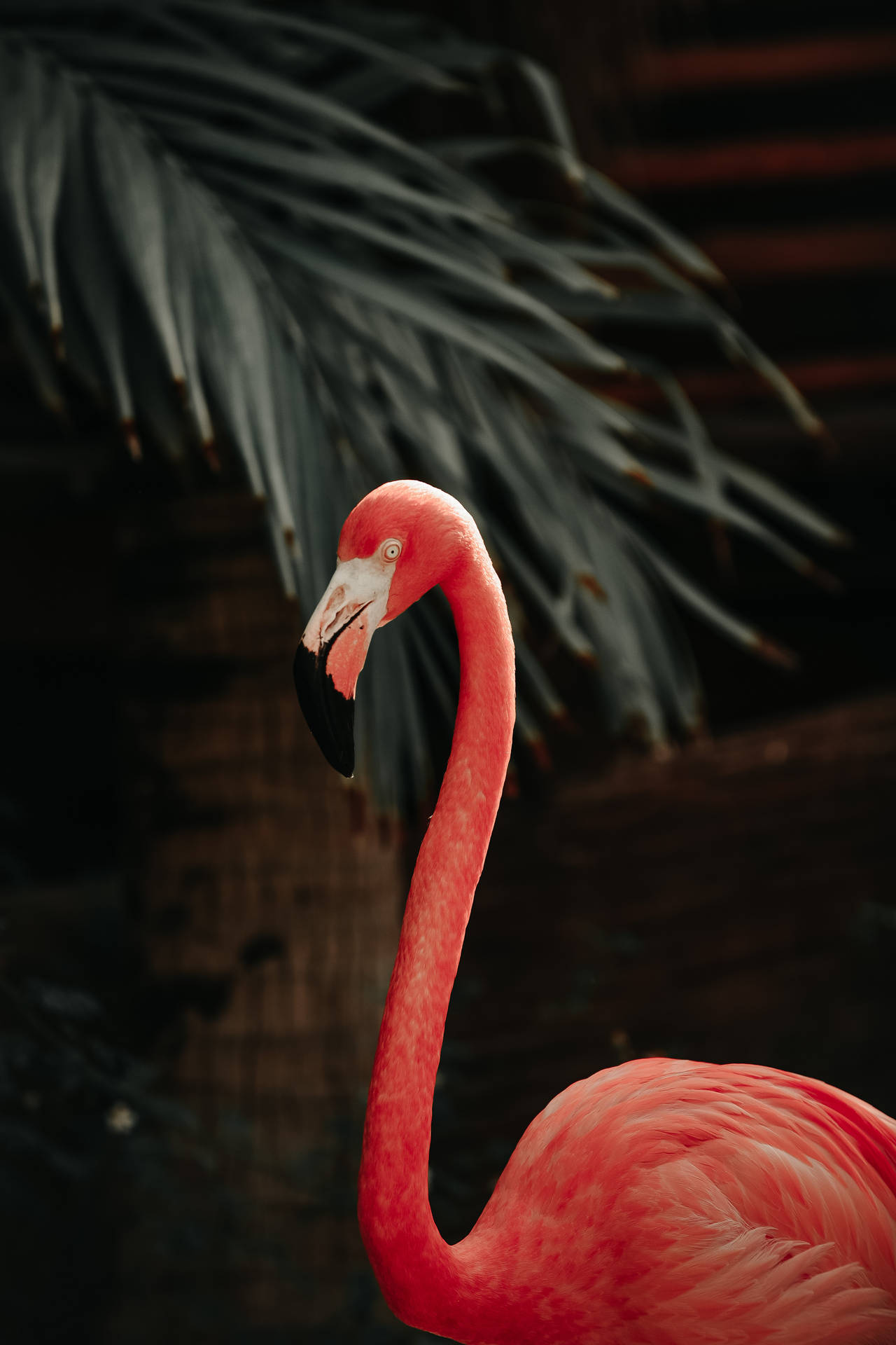2946X4419 Flamingo Wallpaper and Background