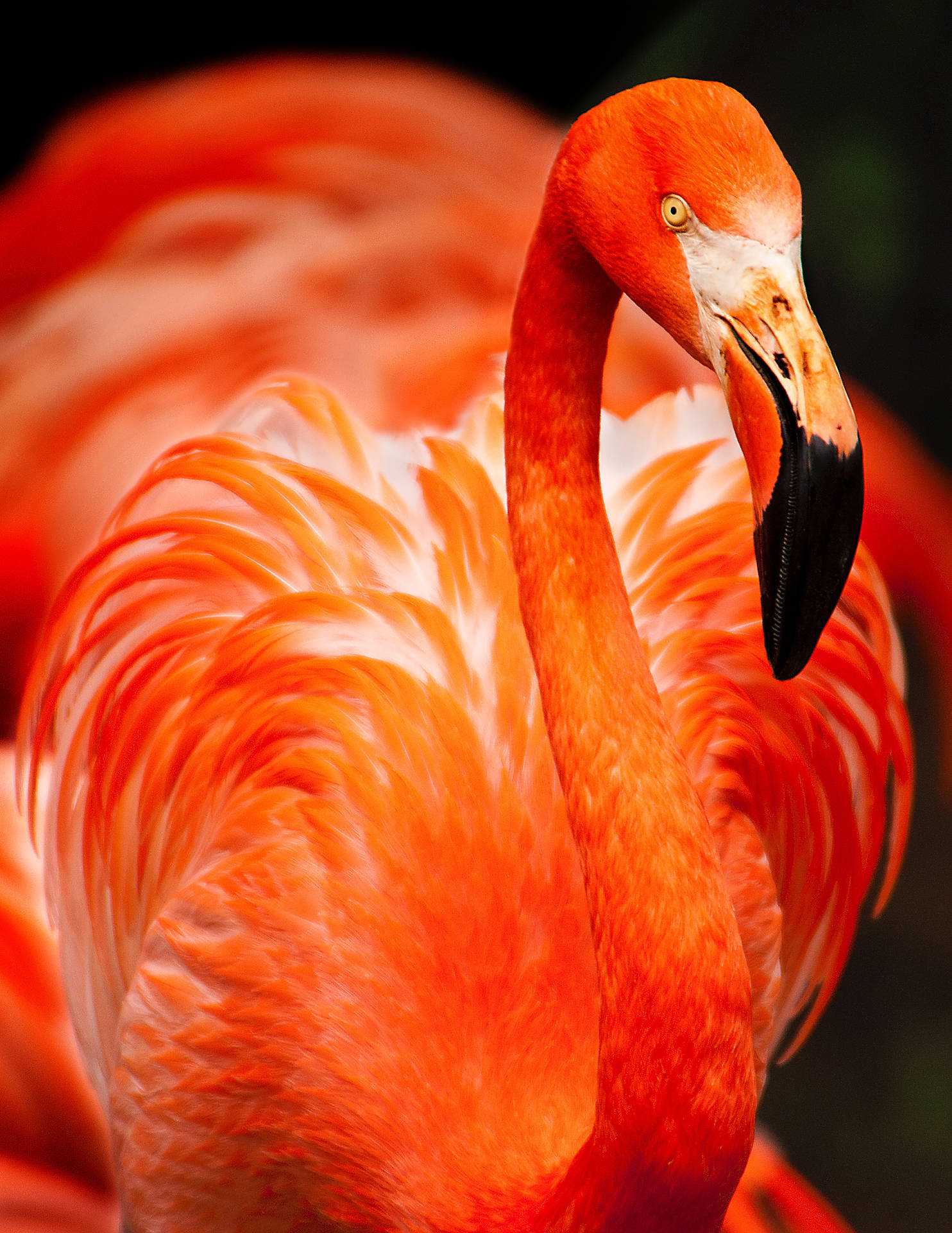 Flamingo 3400X4400 Wallpaper and Background Image