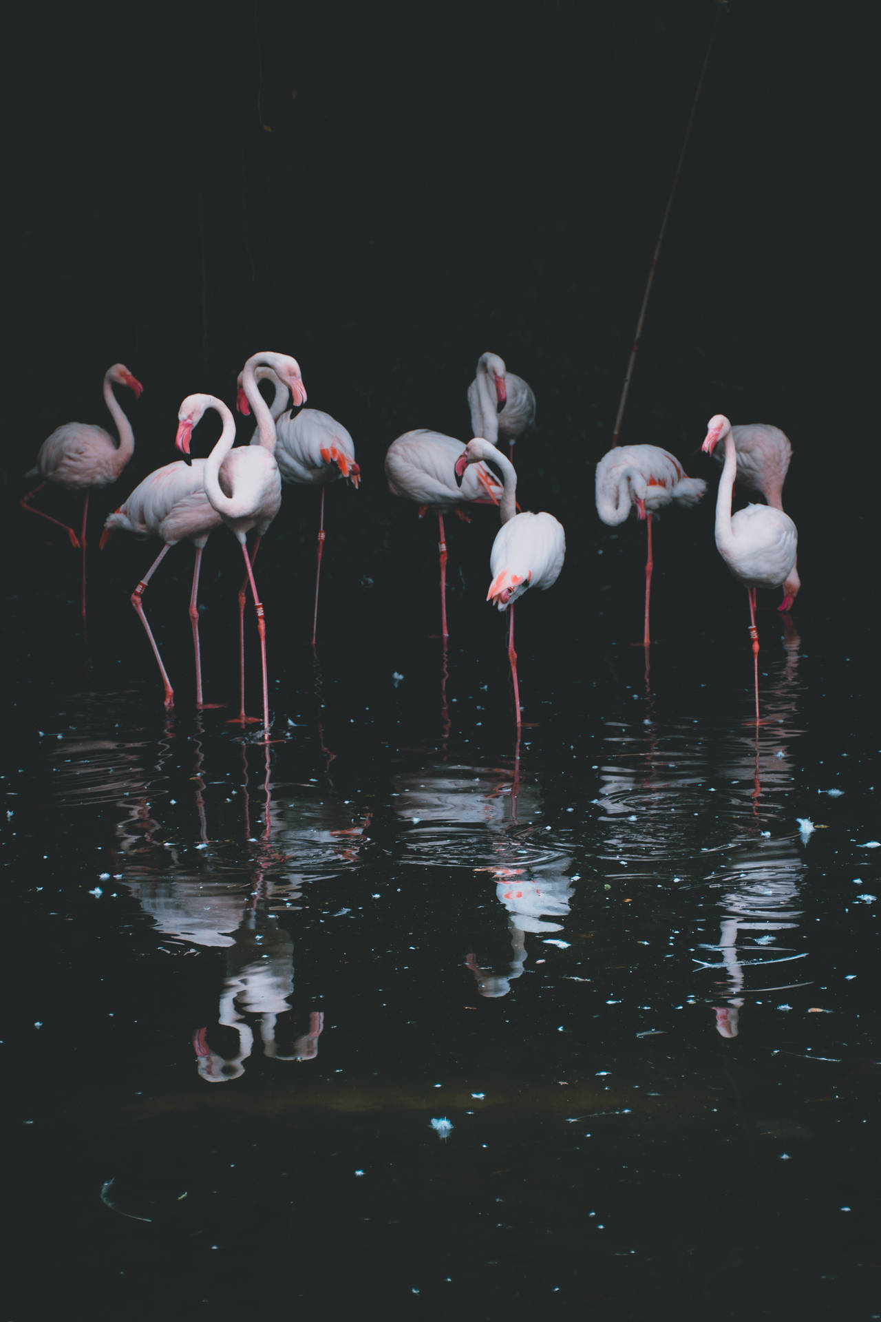 Flamingo 3619X5429 Wallpaper and Background Image