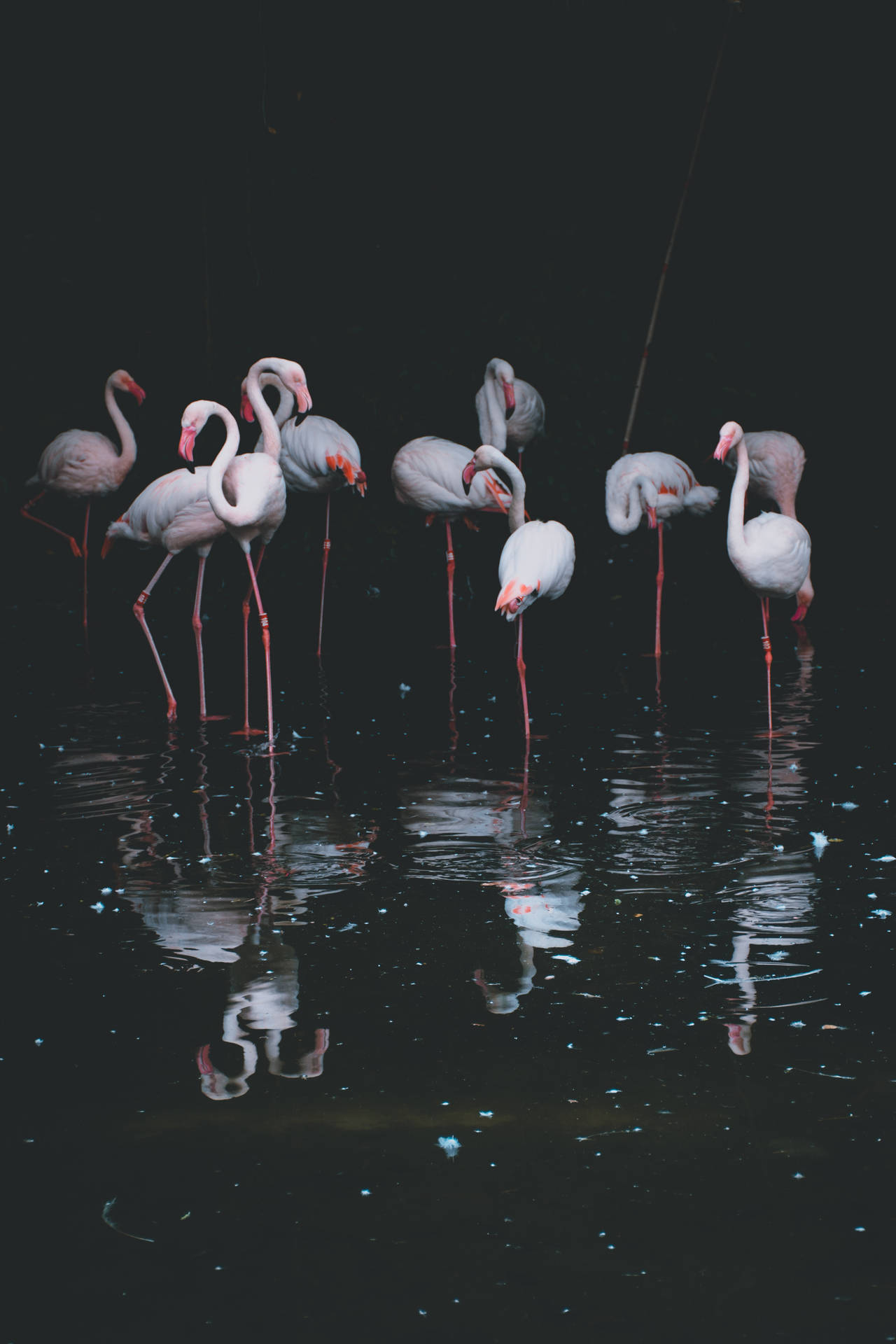 3619X5429 Flamingo Wallpaper and Background