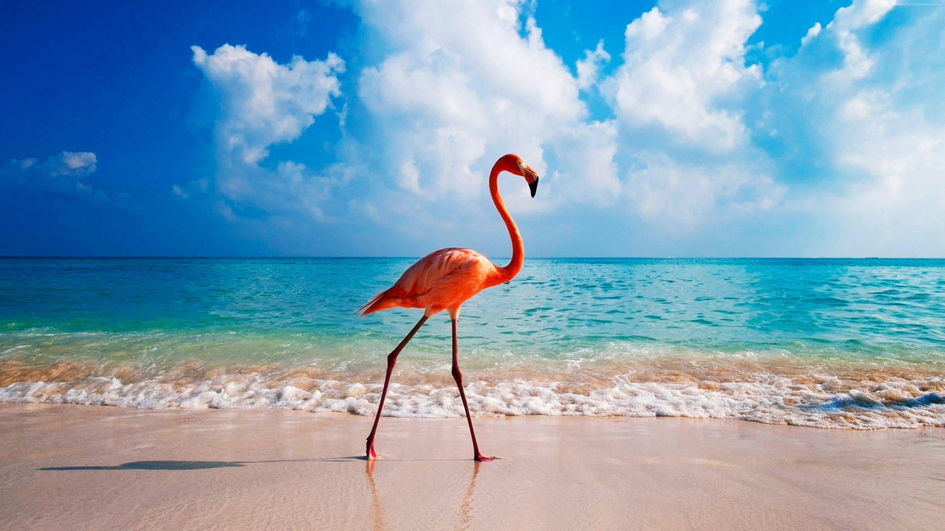 3840X2160 Flamingo Wallpaper and Background