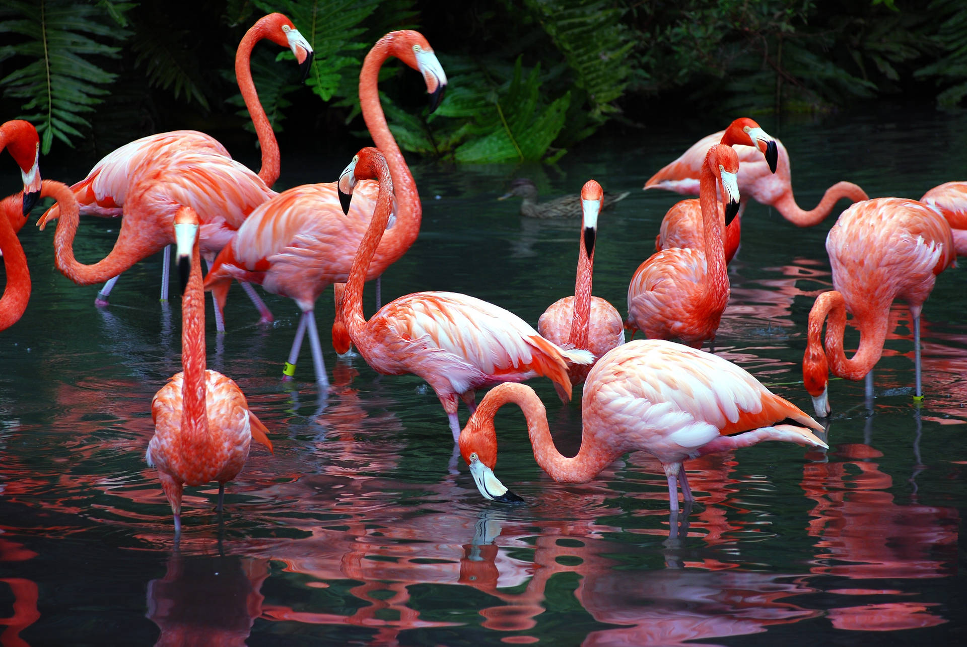 3872X2592 Flamingo Wallpaper and Background