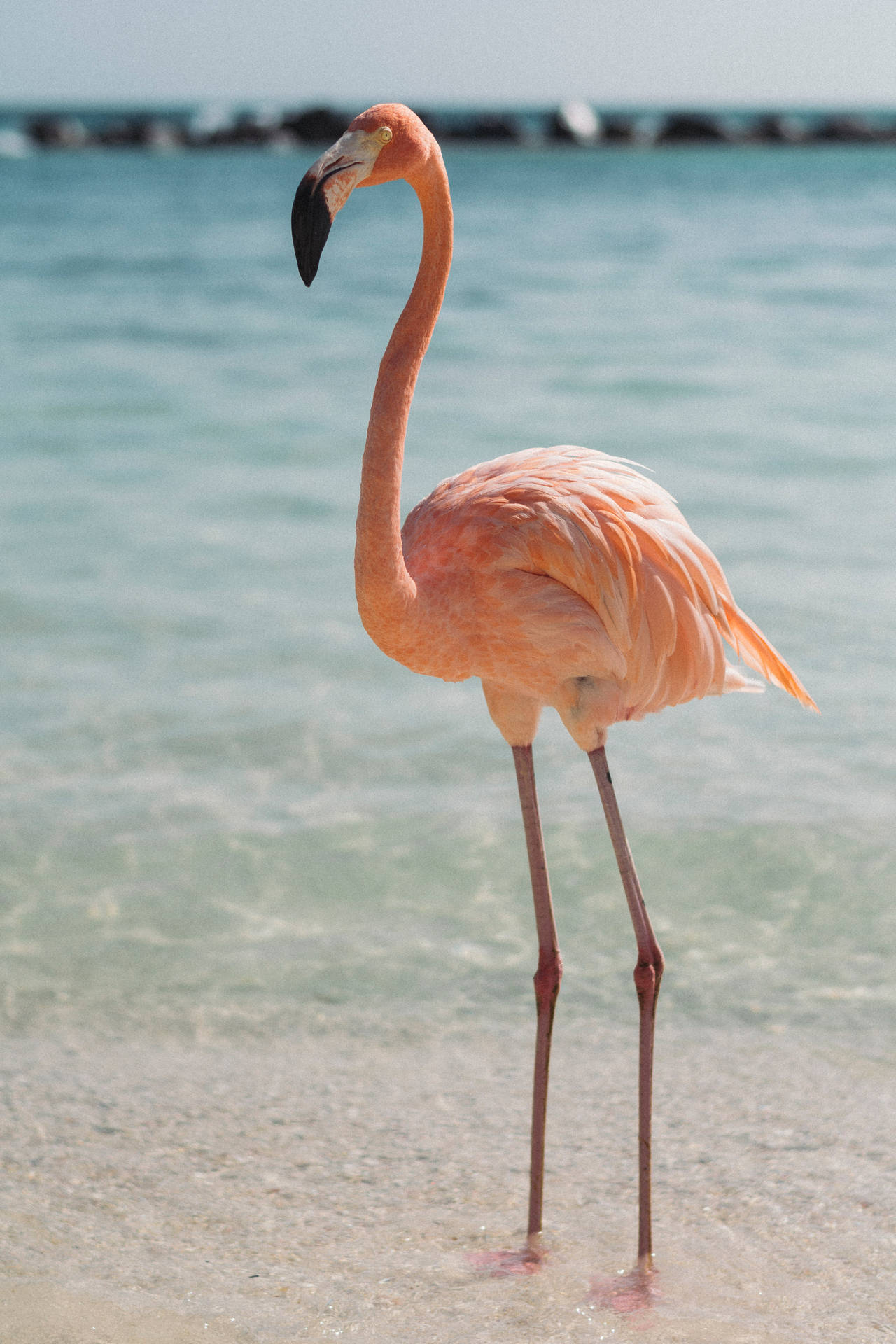 3897X5846 Flamingo Wallpaper and Background