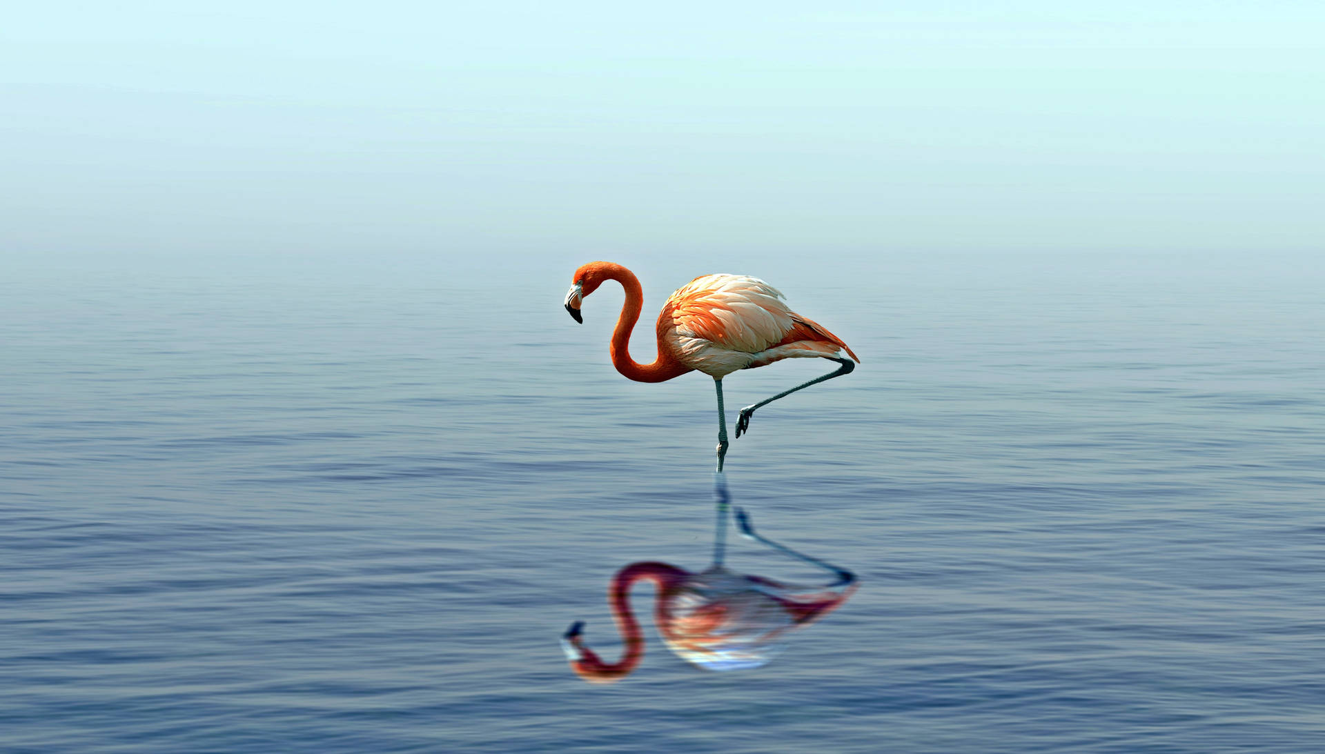 4911X2795 Flamingo Wallpaper and Background