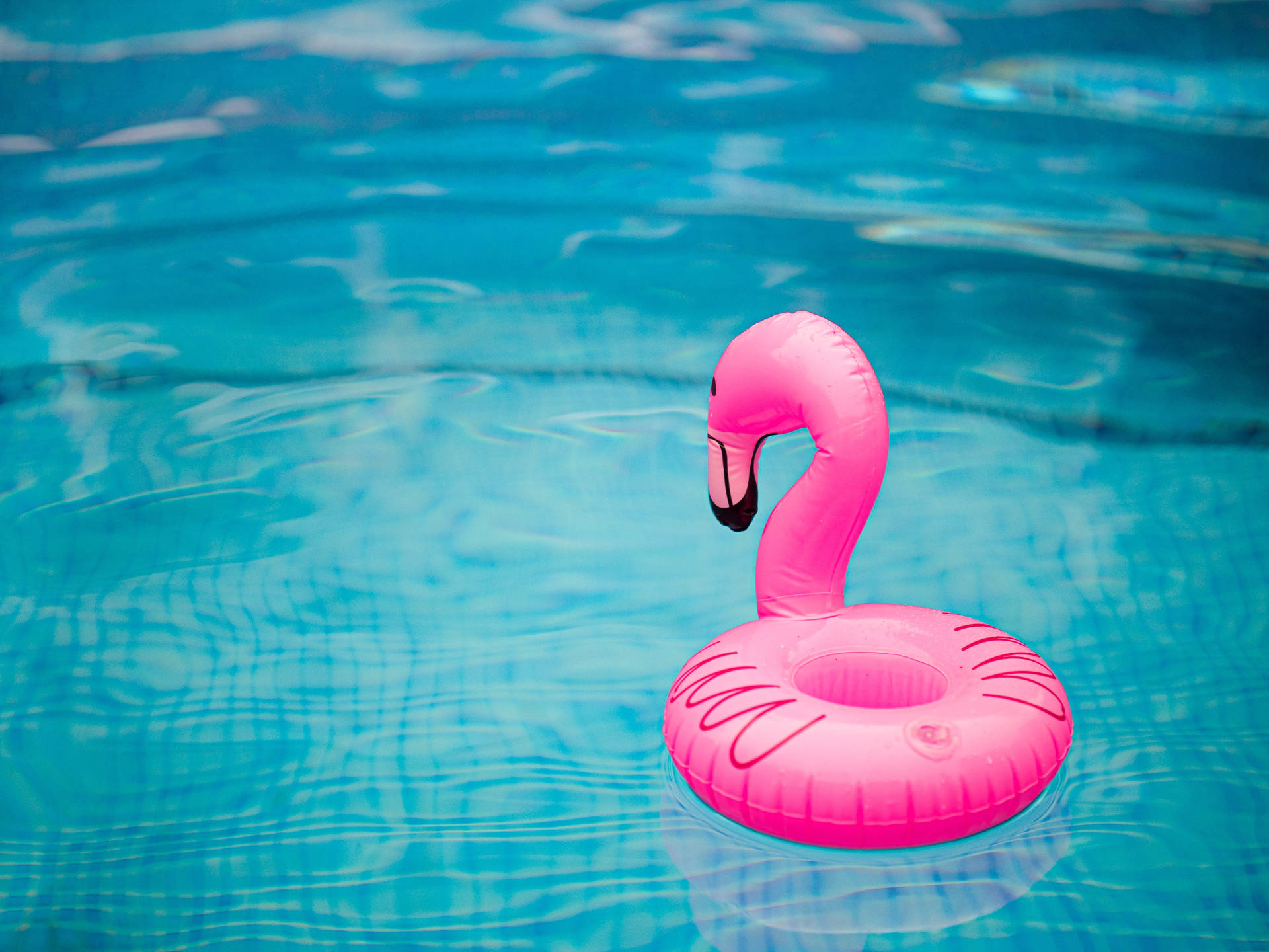5044X3783 Flamingo Wallpaper and Background