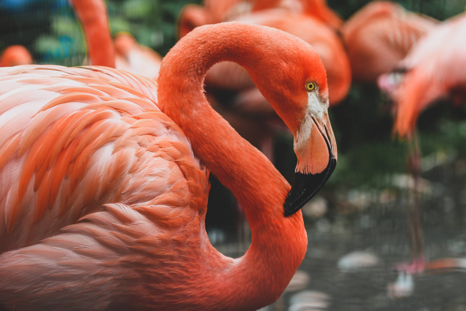 Flamingo 5114X3409 Wallpaper and Background Image