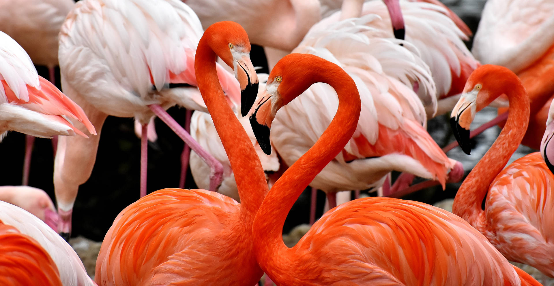 5874X3039 Flamingo Wallpaper and Background