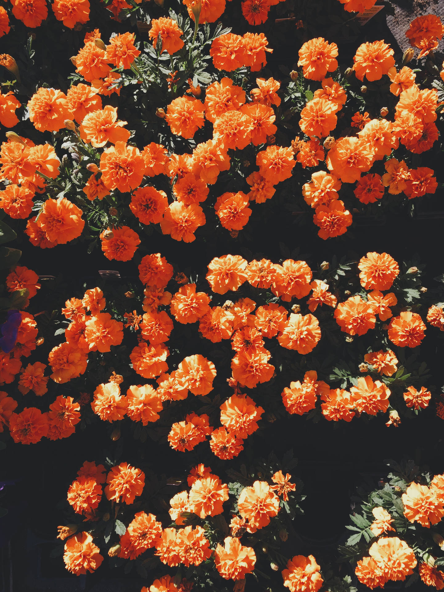 2448X3264 Floral Wallpaper and Background
