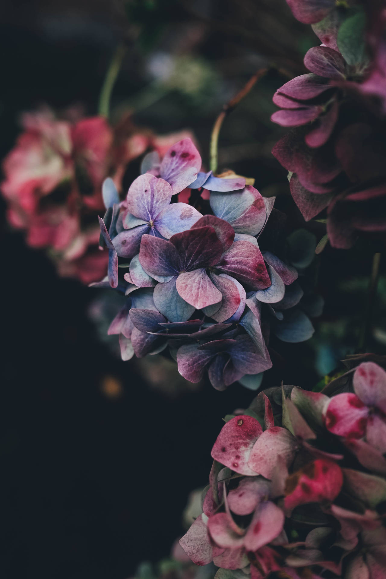 3000X4500 Floral Wallpaper and Background