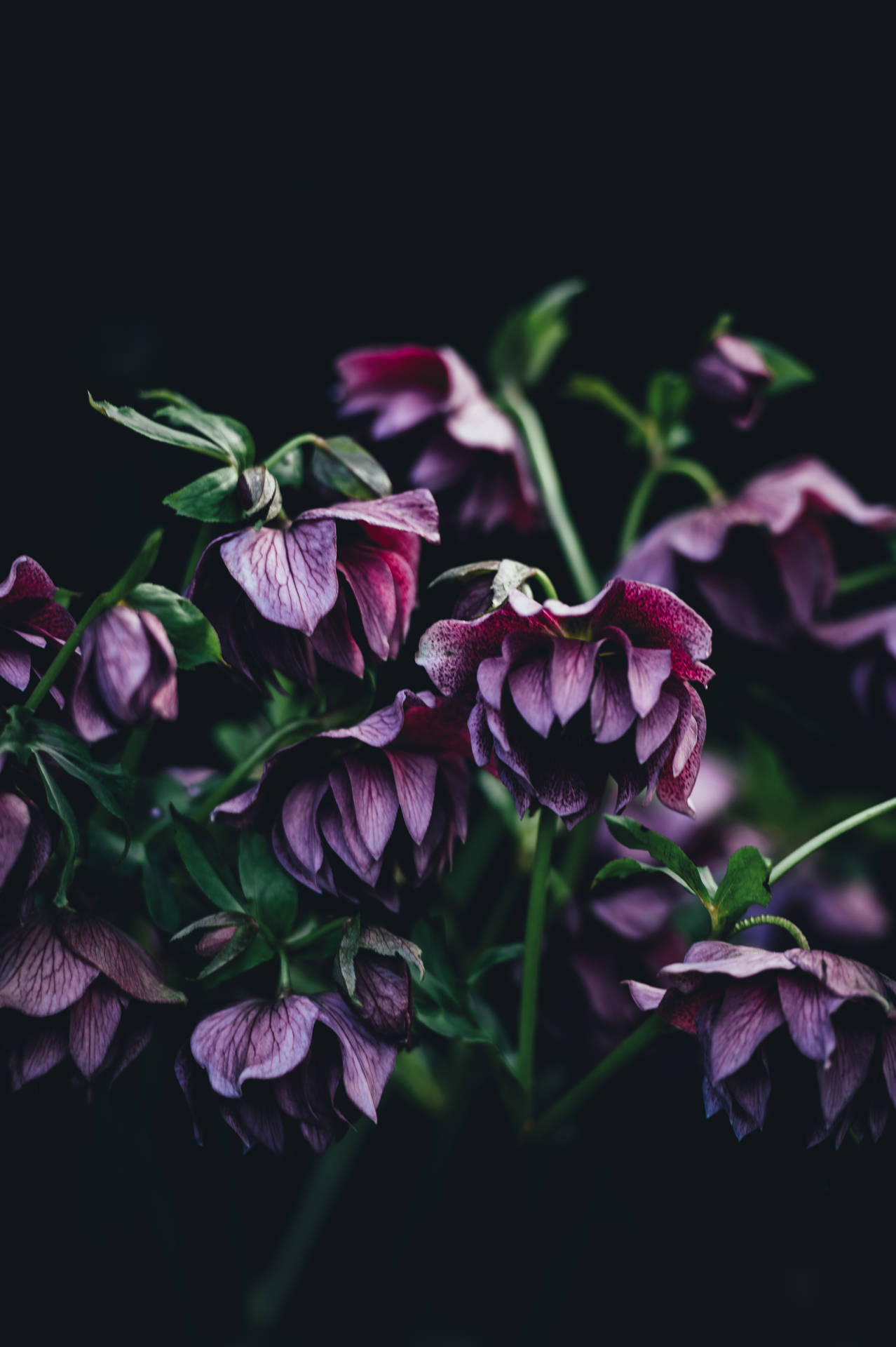 3280X4928 Floral Wallpaper and Background