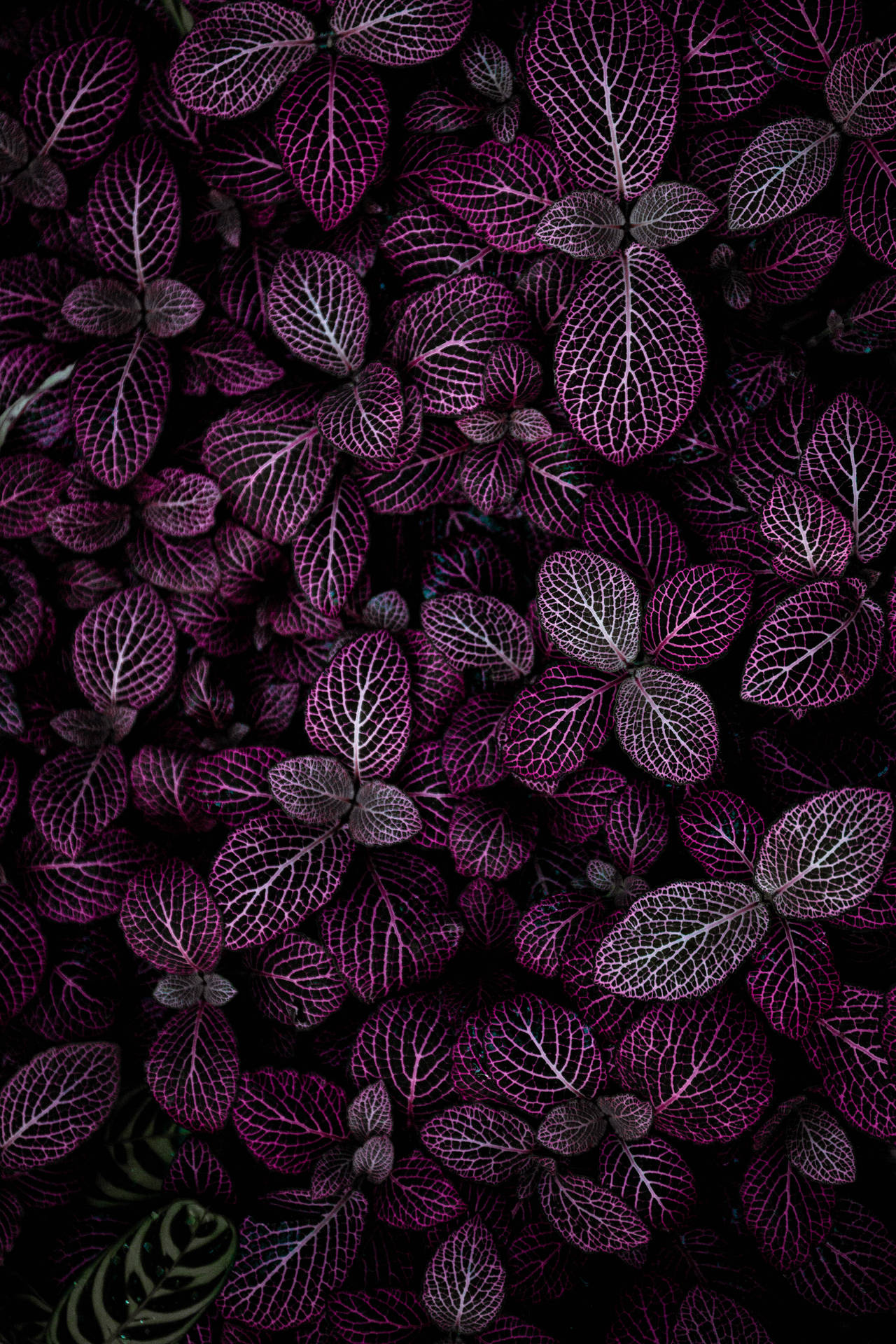3744X5616 Floral Wallpaper and Background