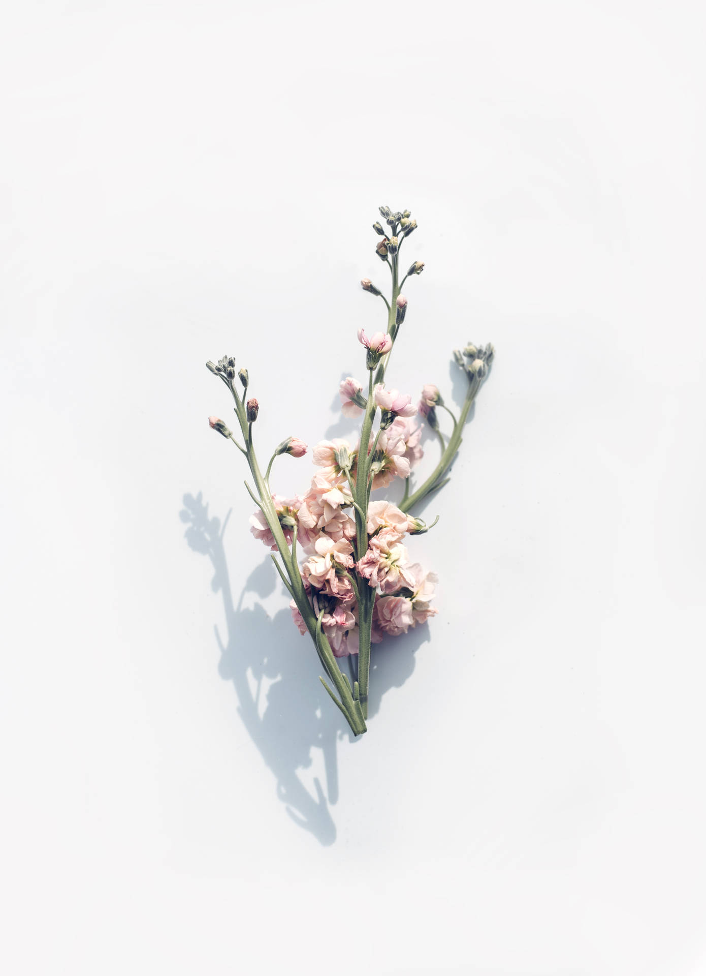 4016X5546 Floral Wallpaper and Background