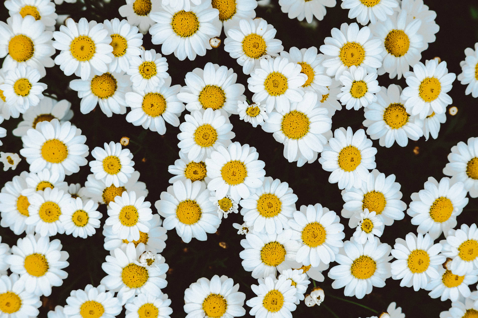 4896X3264 Floral Wallpaper and Background