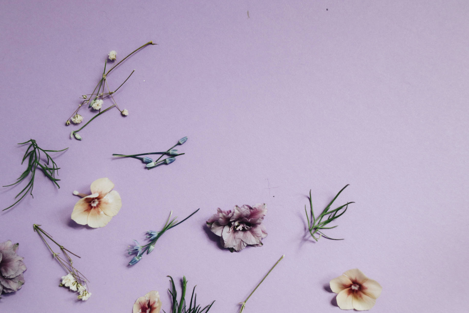 6000X4000 Floral Wallpaper and Background