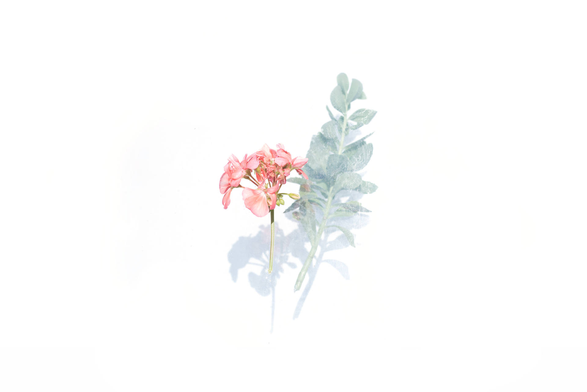 6016X4016 Floral Wallpaper and Background