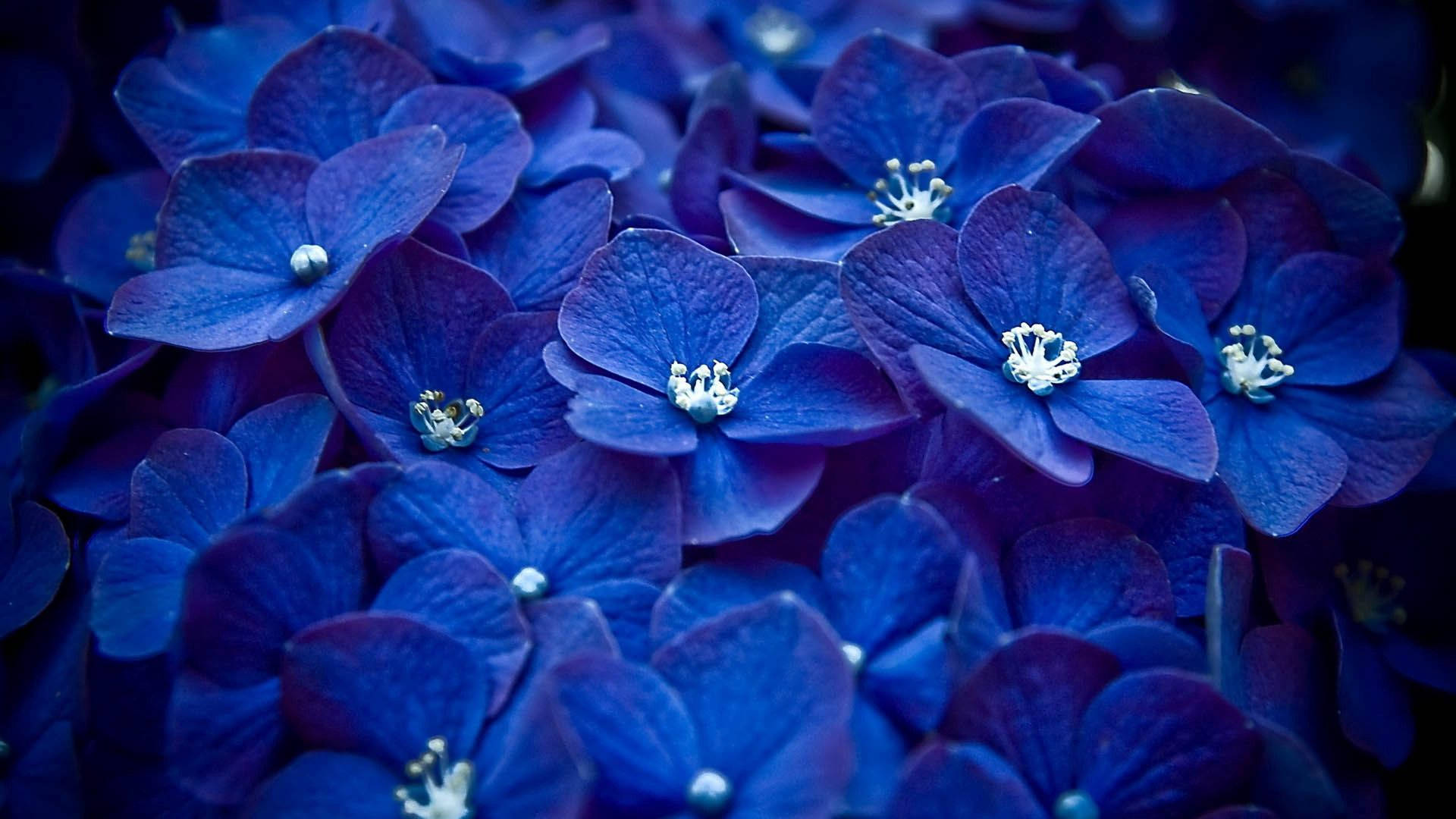 1920X1080 Flower Wallpaper and Background