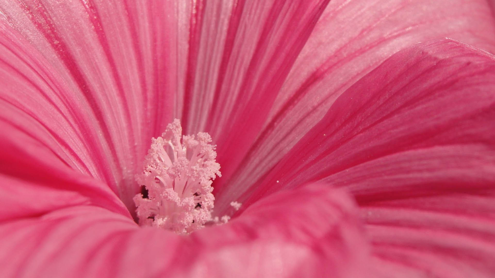Flower 1920X1080 Wallpaper and Background Image
