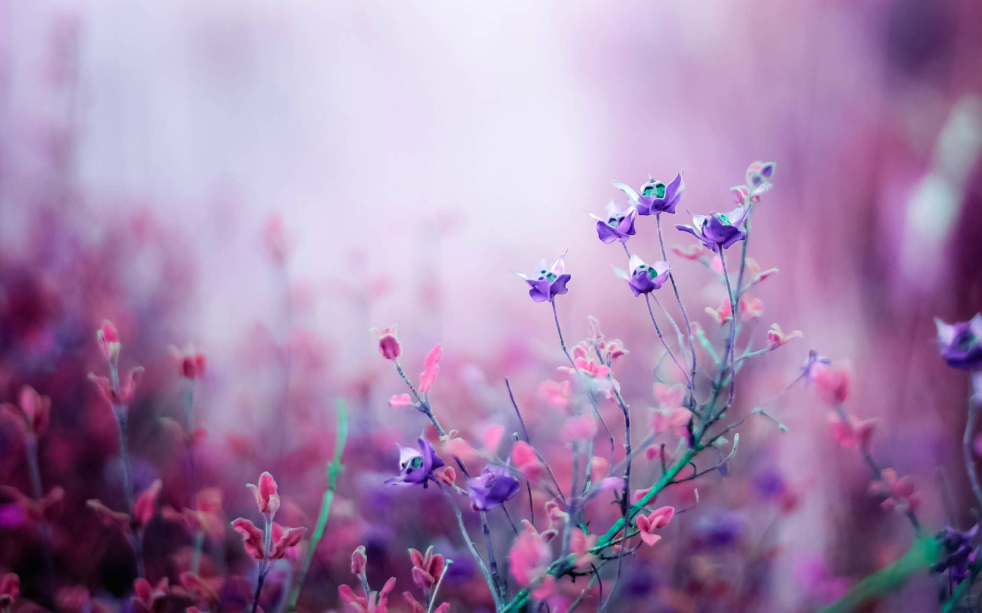 2880X1800 Flower Wallpaper and Background