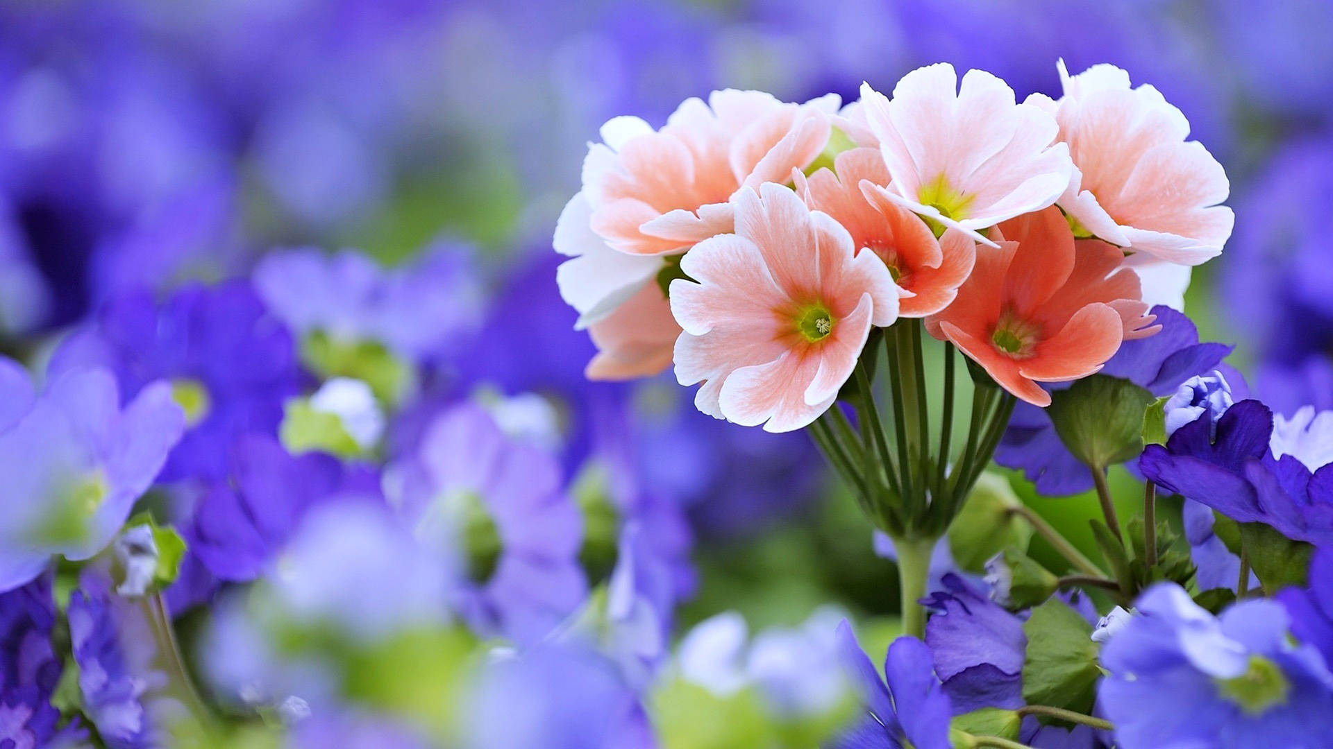3840X2160 Flower Wallpaper and Background