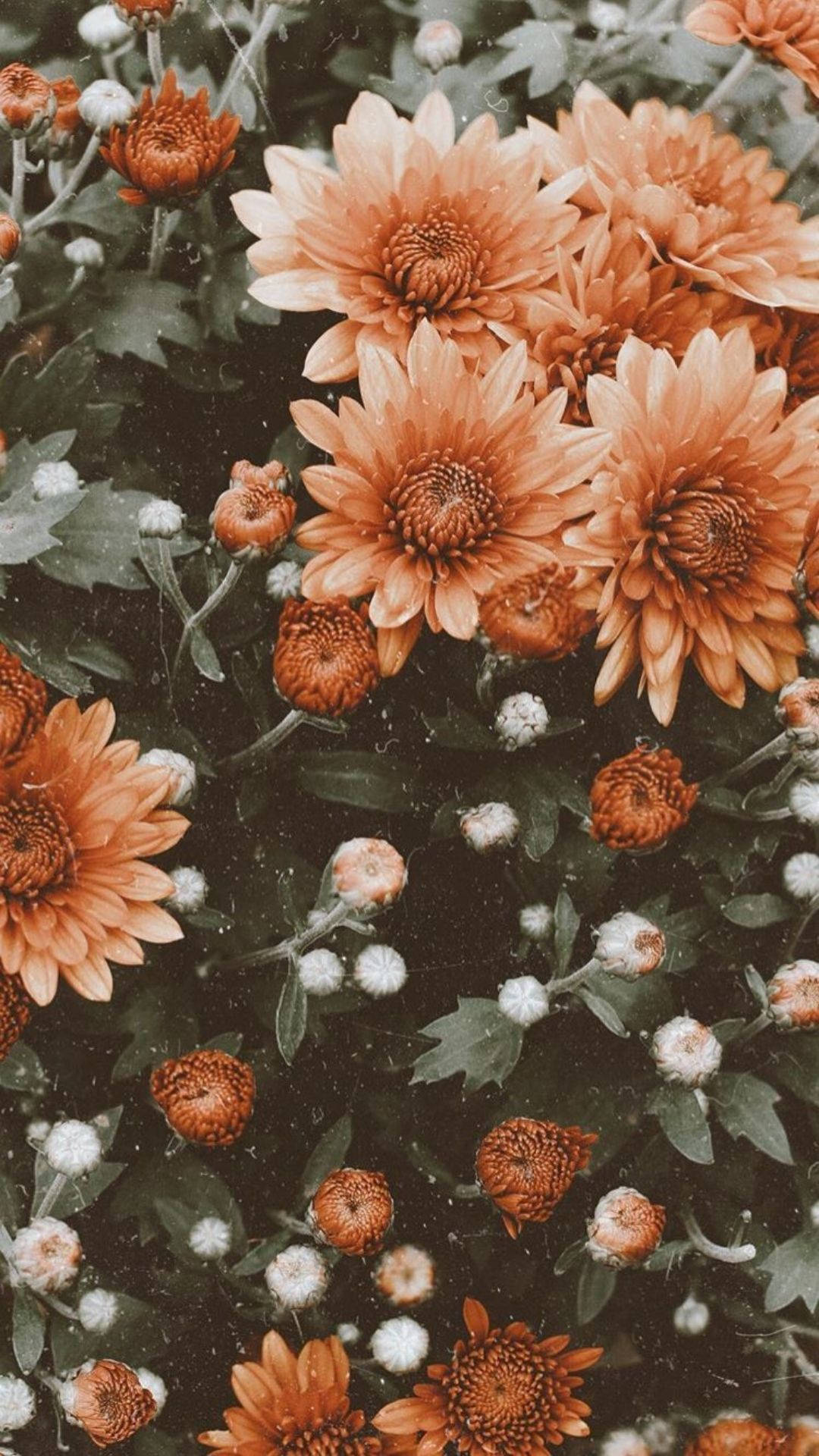 Flower Aesthetic 1080X1920 Wallpaper and Background Image