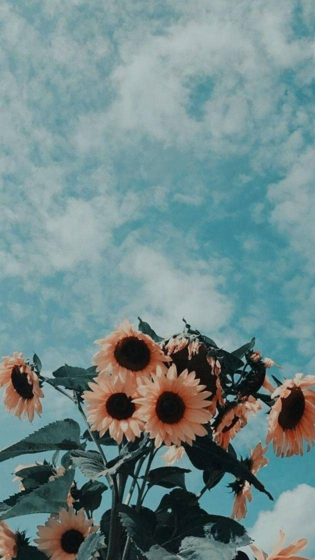 Flower Aesthetic 1080X1920 Wallpaper and Background Image