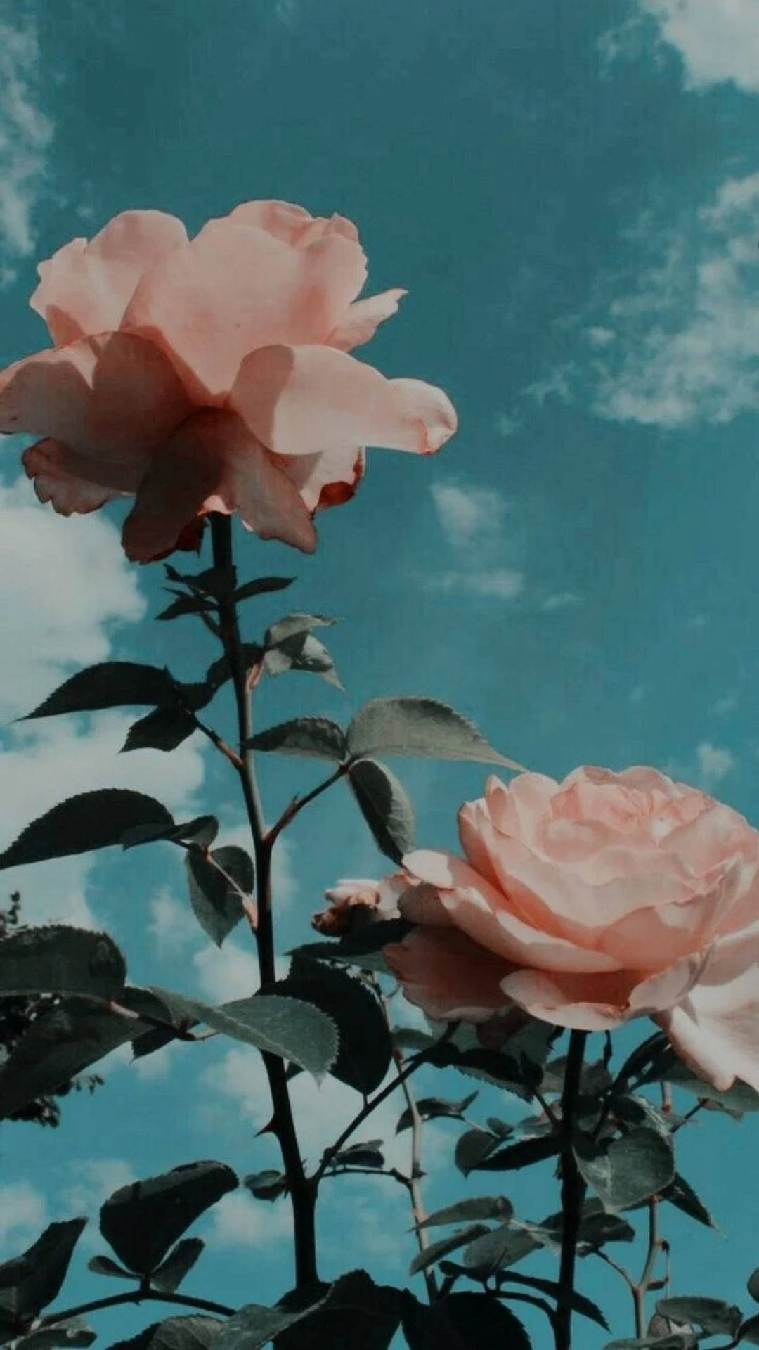 1080X1920 Flower Aesthetic Wallpaper and Background