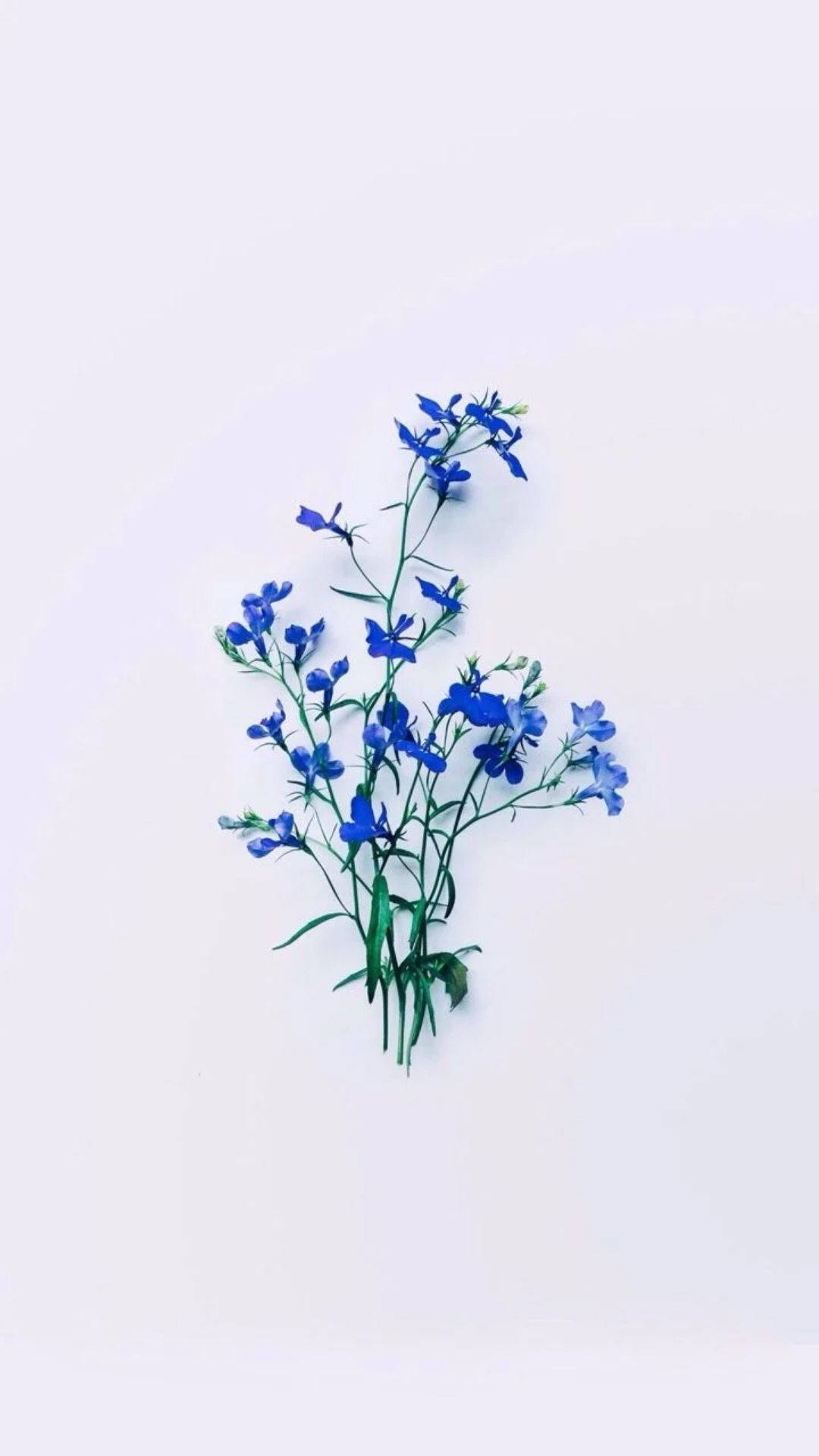 1080X1920 Flower Aesthetic Wallpaper and Background