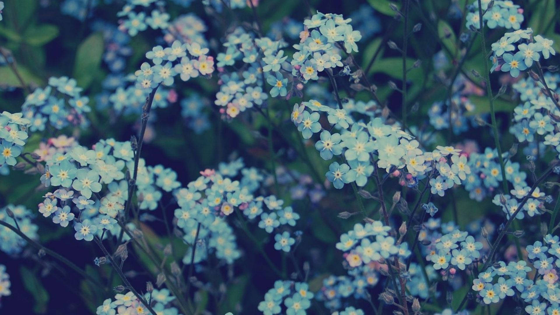 1920X1080 Flower Aesthetic Wallpaper and Background