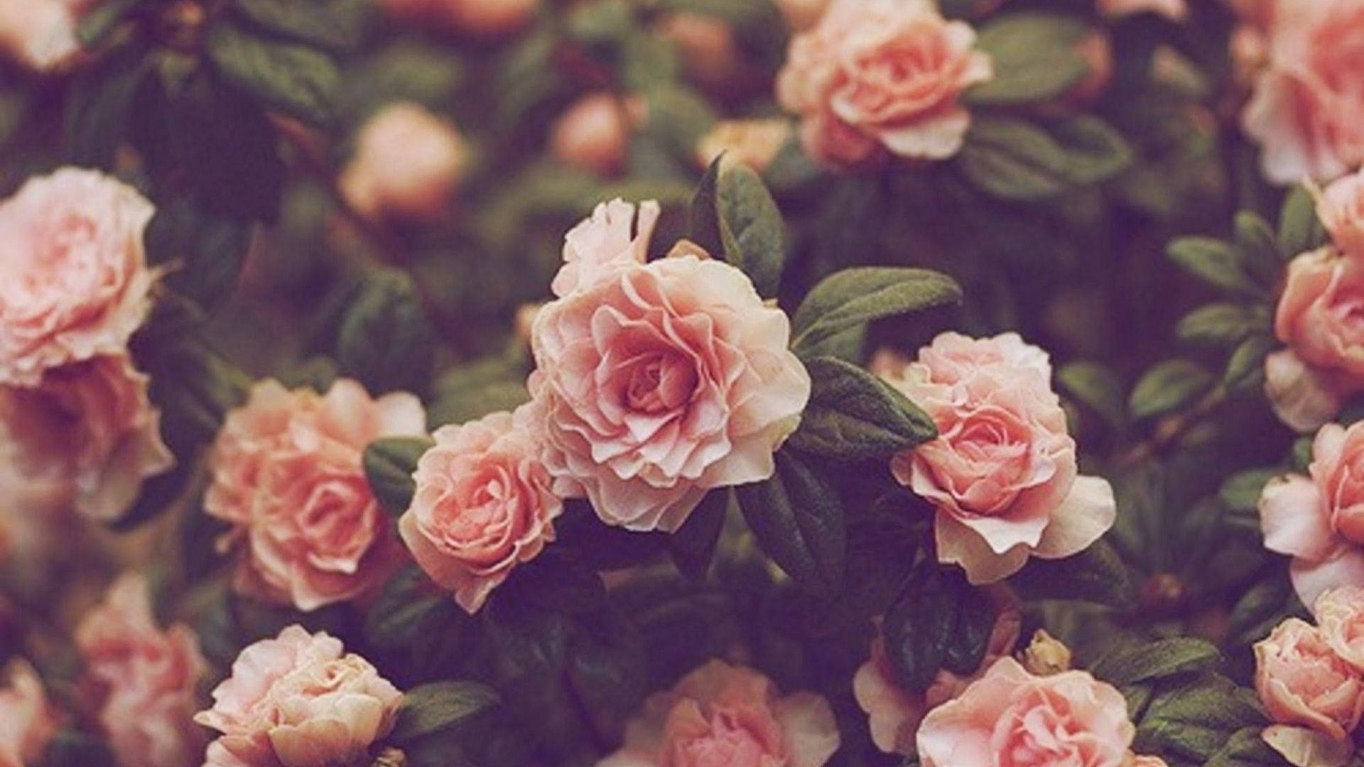 1920X1080 Flower Aesthetic Wallpaper and Background