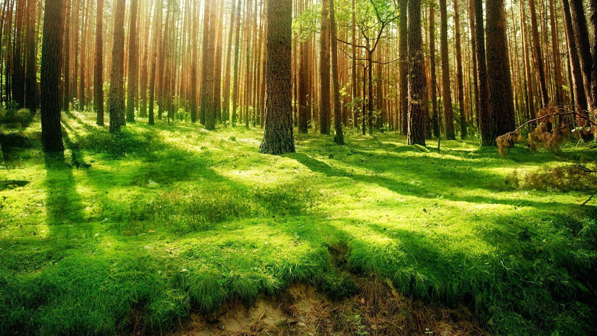 Forest 1920X1080 Wallpaper and Background Image