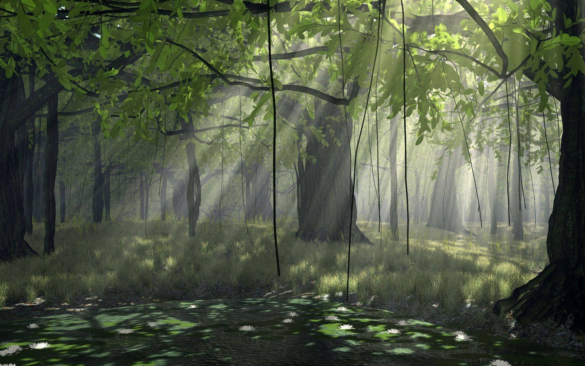 Forest 1920X1200 Wallpaper and Background Image