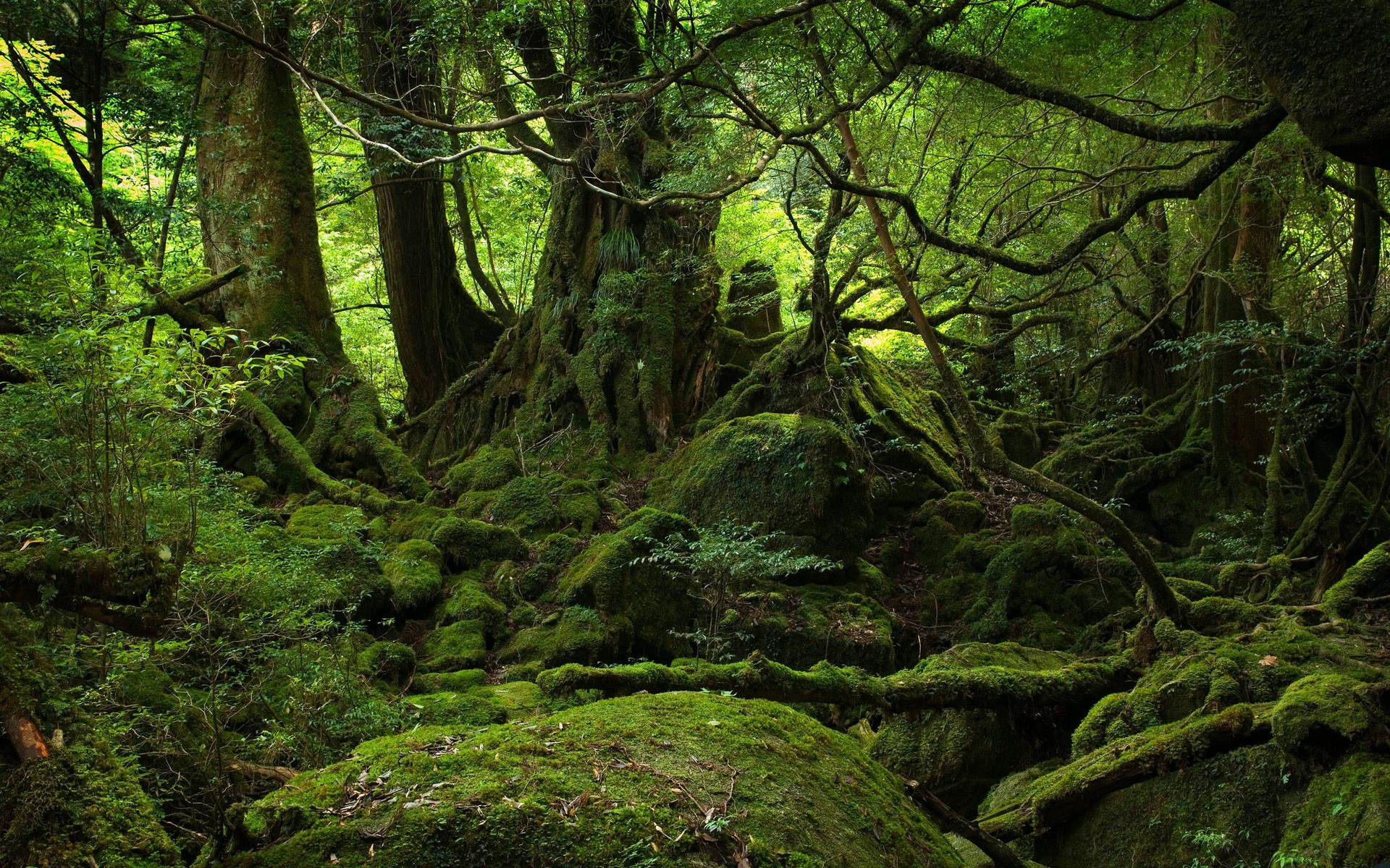 Forest 2560X1600 Wallpaper and Background Image