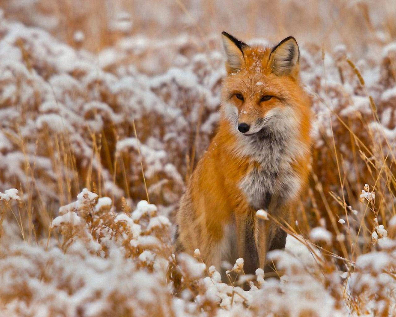 1280X1024 Fox Wallpaper and Background