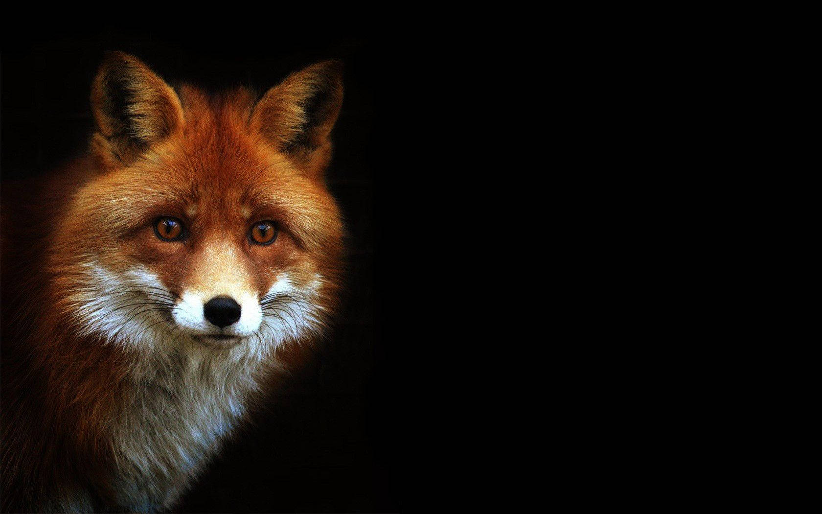 1680X1050 Fox Wallpaper and Background