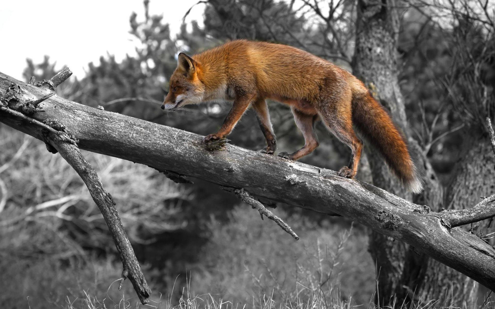 1920X1200 Fox Wallpaper and Background