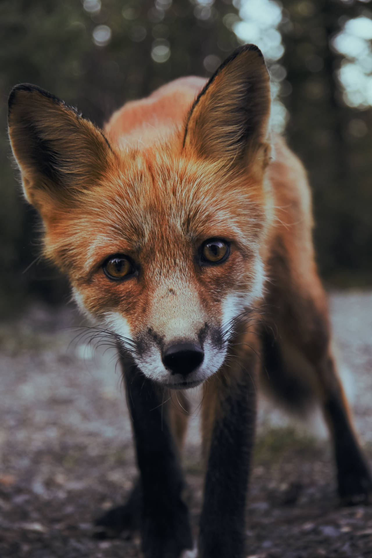 3456X5184 Fox Wallpaper and Background