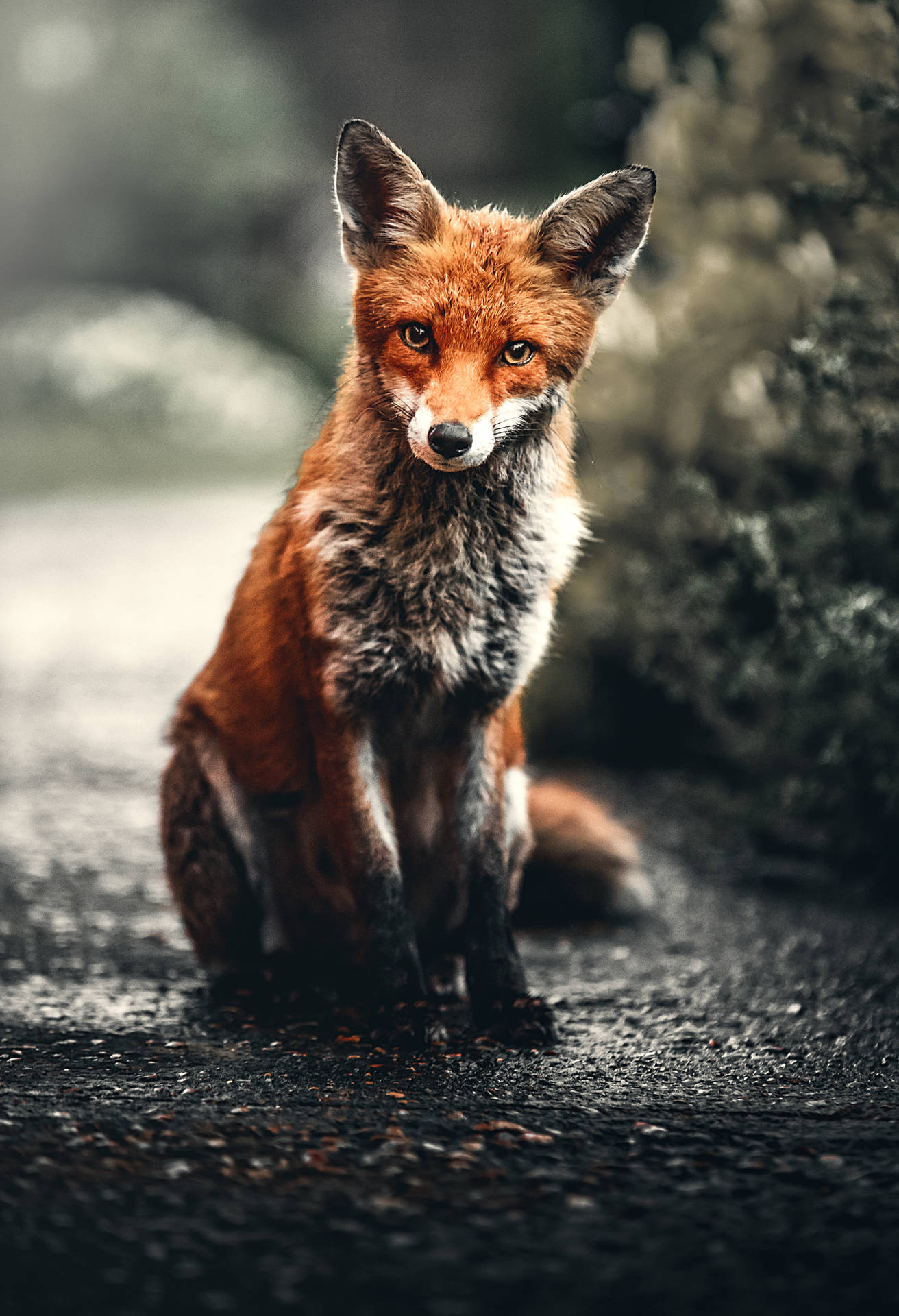 4525X6623 Fox Wallpaper and Background