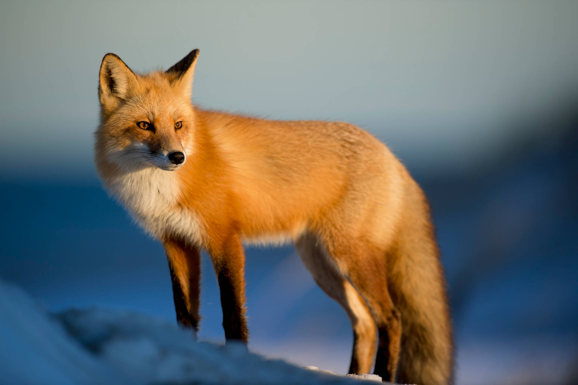 4928X3280 Fox Wallpaper and Background