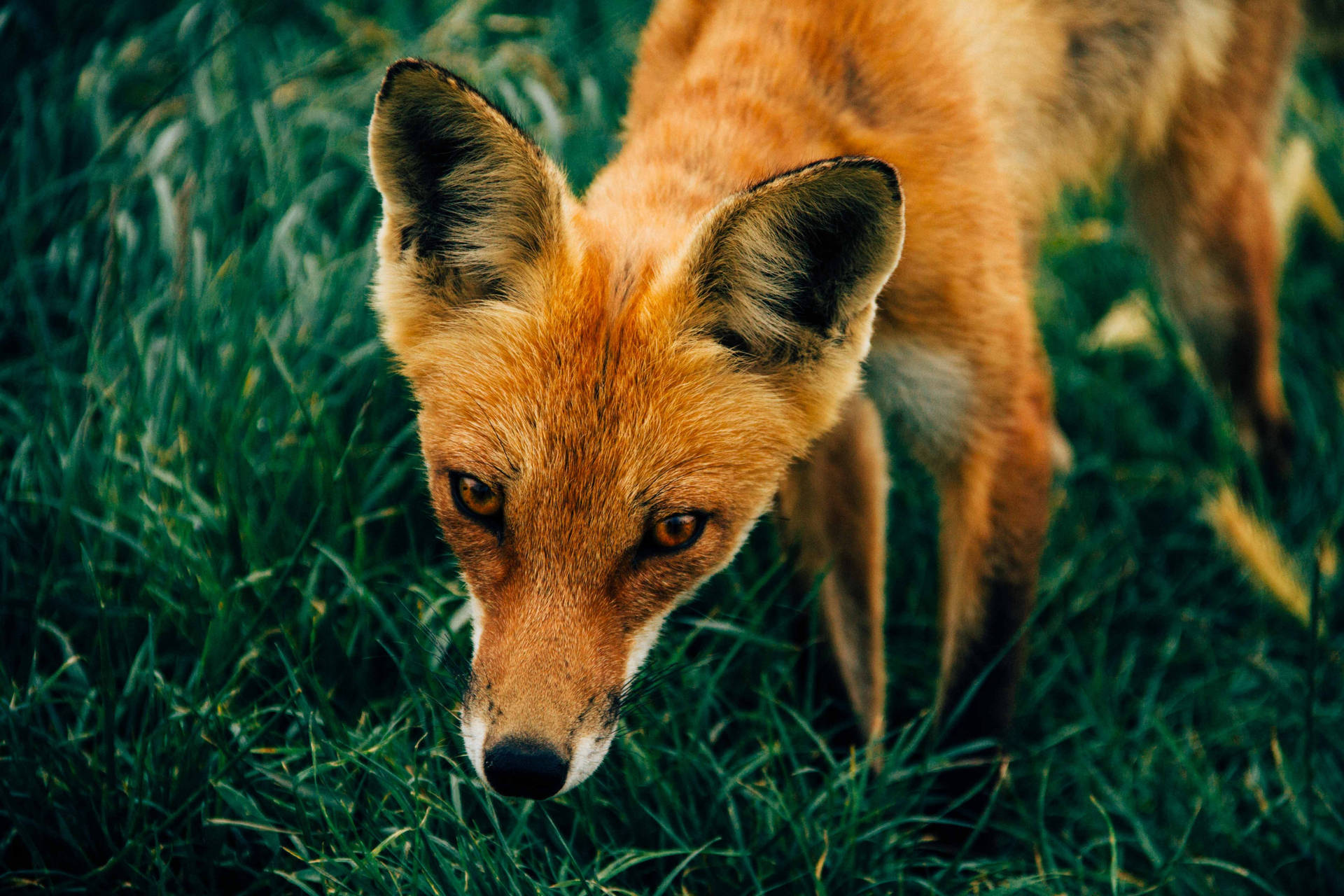 5184X3456 Fox Wallpaper and Background